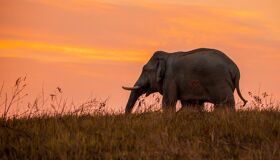 Elephant under the sunset in the North of Thailand